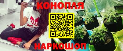 гашик Кинель